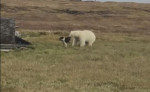 Американский полярник отбил собаку у белого медведя на Аляске (Видео)