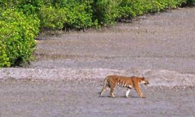Браконьеры, охотясь на тигров, попали в полицейскую засаду в мангровых зарослях Бангладеш