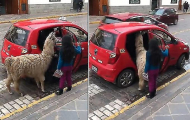 Девочка с альпакой, севшие в такси, озадачили интернет аудиторию в Перу (Видео)