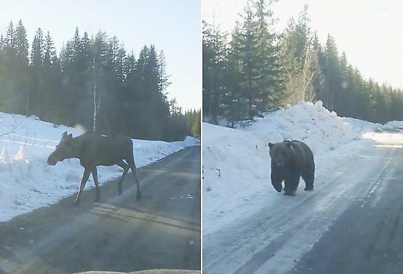 Медведь, соблюдая дистанцию, сопроводил лося по заснеженной дороге в Швеции ▶
