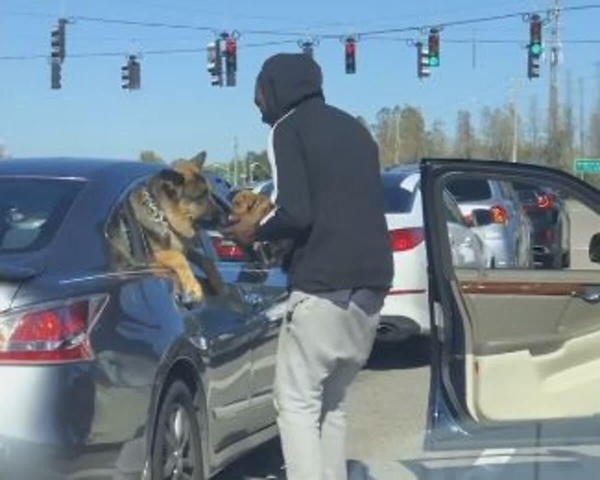 Неожиданная встреча: водитель познакомил своего щенка с высунувшейся из окна овчаркой