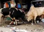Неугомонные быки устроили потасовку с масштабными последствиями на дороге в Индии - видео