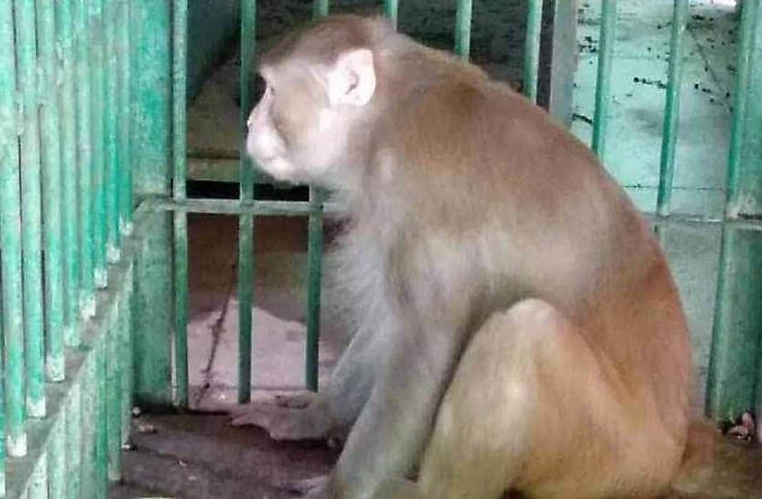 Нападающего на людей примата-алкоголика приговорили к пожизненному заключению в Индии
