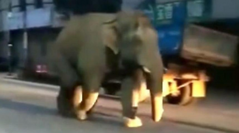 Слон, не нашедший подруги в китайском городе, спустя несколько дней вернулся обратно ▶