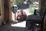 Американка командным голосом повергла в бегство медведя, направлявшегося к ней (Видео)