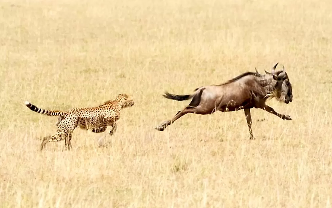 Антилопа обратила в бегство гепарда и попала на видео в ЮАР
