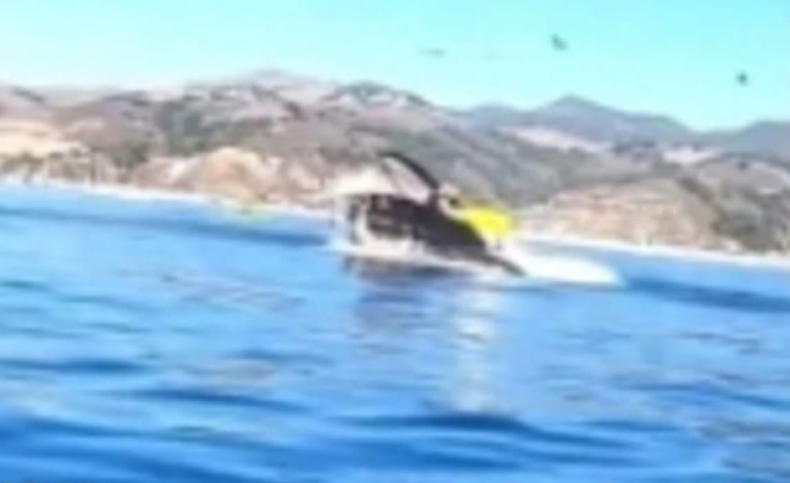 Горбатый кит проверил на прочность лодку с двумя туристками на борту - видео