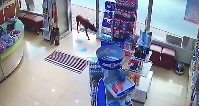 Раненый пёс пришёл за помощью в турецкую аптеку ▶
