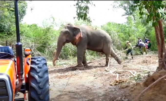 Слона, три дня терроризирующего местных жителей, насильно депортировали из деревни в Шри-Ланке (Видео)