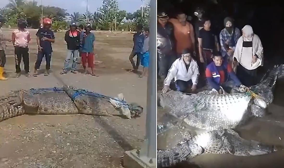 Спасатели поймали гигантскую самку крокодила и её отпрысков, погубивших жителя деревни в Индонезии