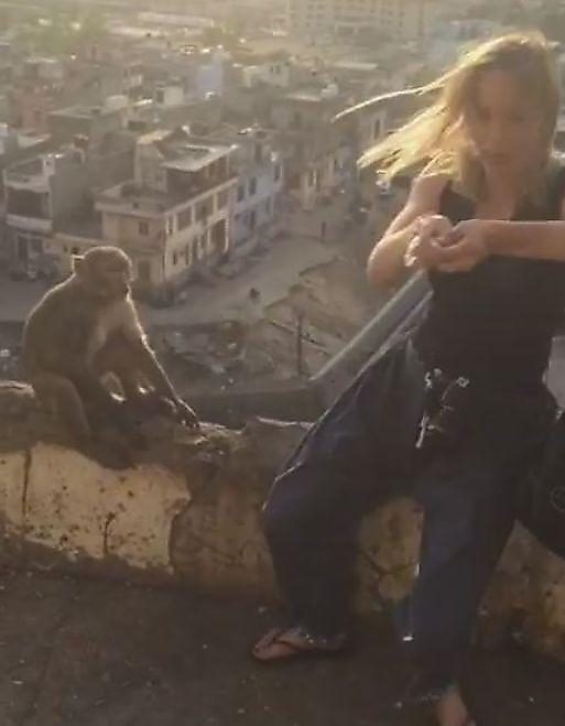 Туристка чуть не упала с парапета, отбивая у обезьяны пакет с орехами ▶