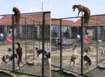 Умный пёс показал пример соплеменникам - как сбежать из клетки - видео