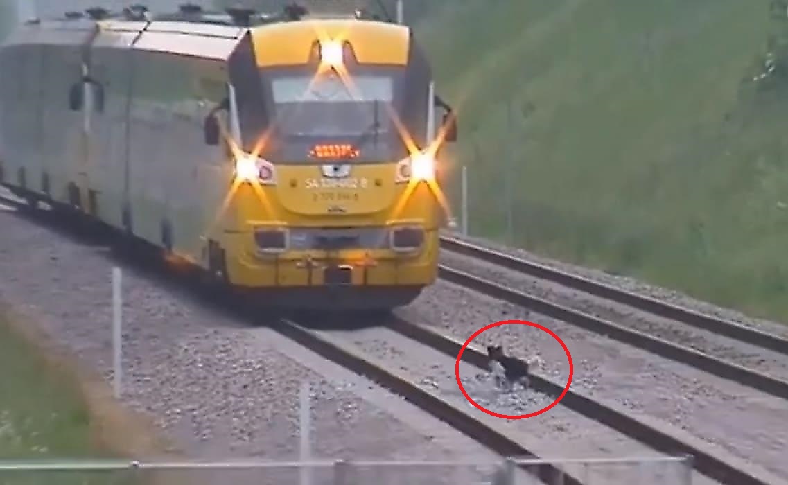 Упрямый пёс замедлил движение поезда в Польше