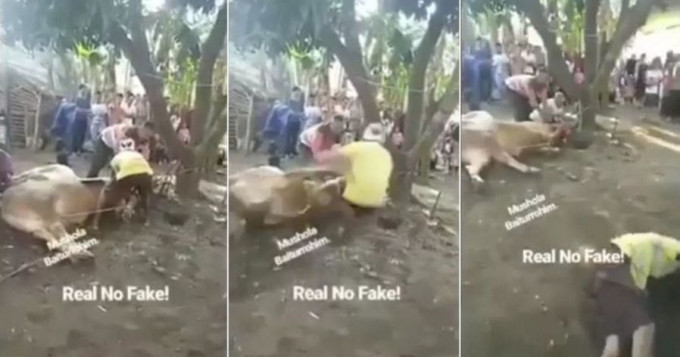 Жертвенная корова послала в нокаут паломника возле мечети в Индонезии (Видео)
