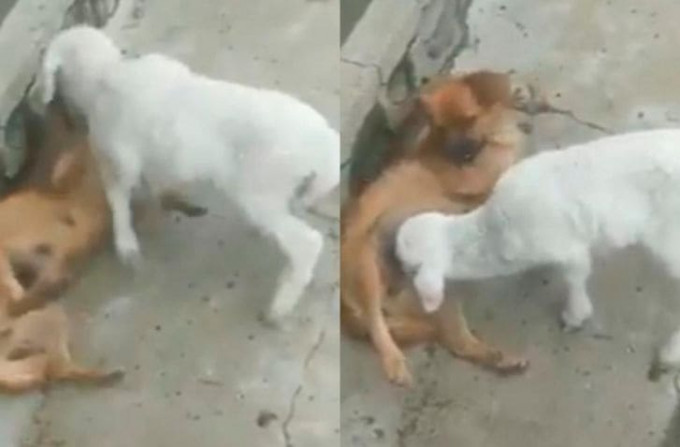 Агрессивный ягнёнок, применив силу, заставил собаку покормить себя (Видео)