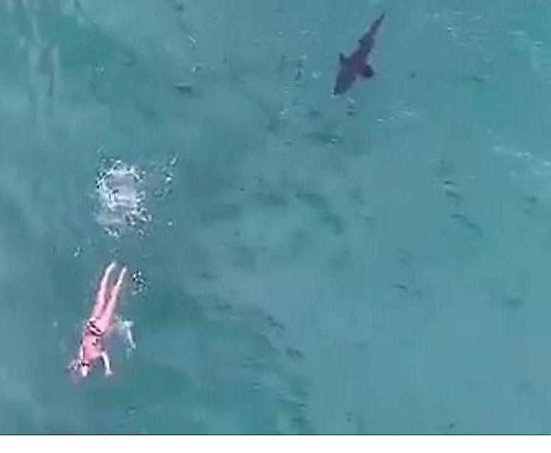 Акула-нянька, преследующая пловца, была снята с беспилотника возле побережья Австралии ▶