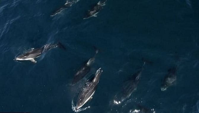 Дельфины устроили совместный заплыв с горбатым китом и её детёнышем в заливе Монтерей (Видео)