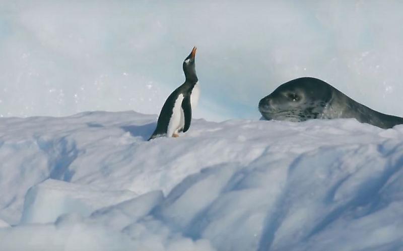 Драматичную погоню морского леопарда за пингвином сняли британские телевизионщики ▶