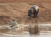 Два бегемота бесцеремонно разбудили и прогнали крокодила в африканском заповеднике 5