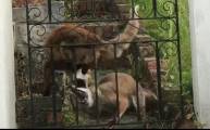 Две лисицы не поделили пирог на заднем дворе частного дома в Англии (Видео)