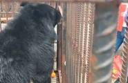 Китаянка два года принимала редкого чёрного медведя за тибетского мастифа (Видео) 2
