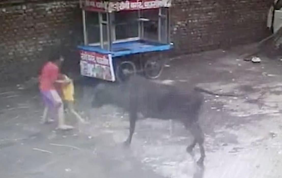 Пешеходы спасли ребёнка и отбили его у агрессивных быков на индийской улице