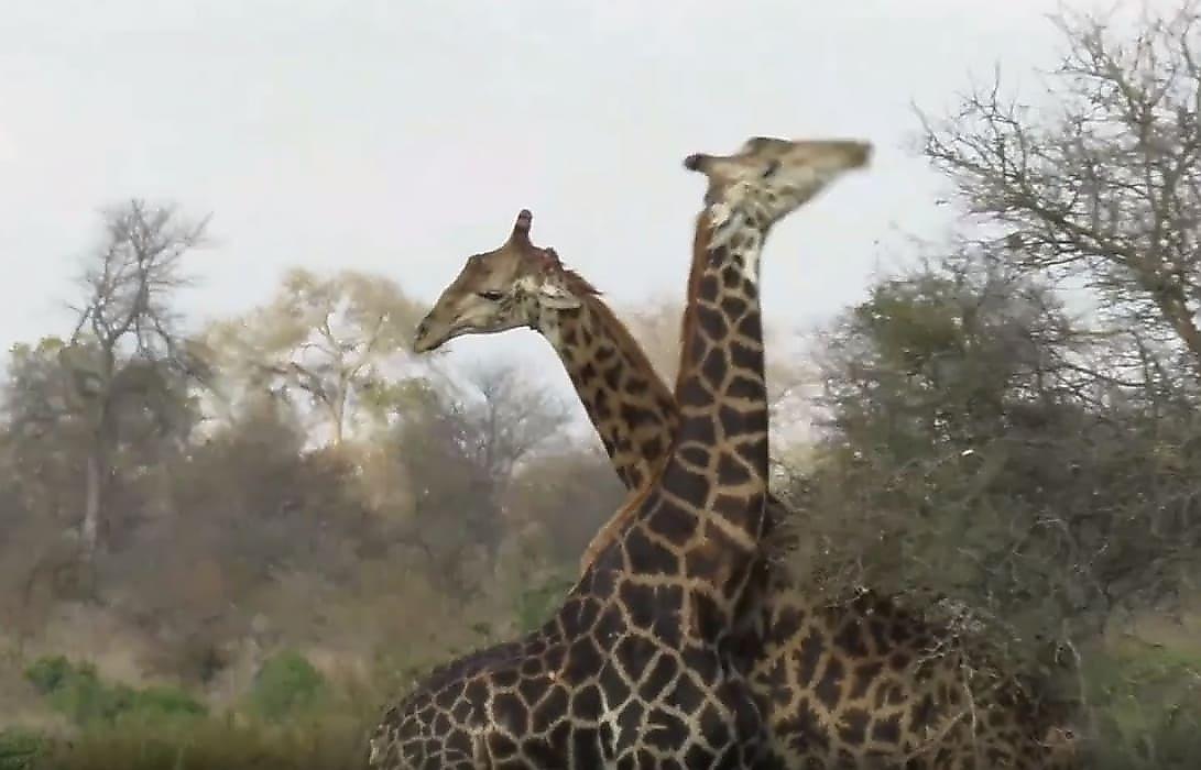 Схватка жирафов с нокаутом попала на видеокамеру в парке ЮАР