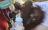 Спасатели вызволили из заточения детёныша орангутана, сидевшего на привязи в индонезийской деревне ▶