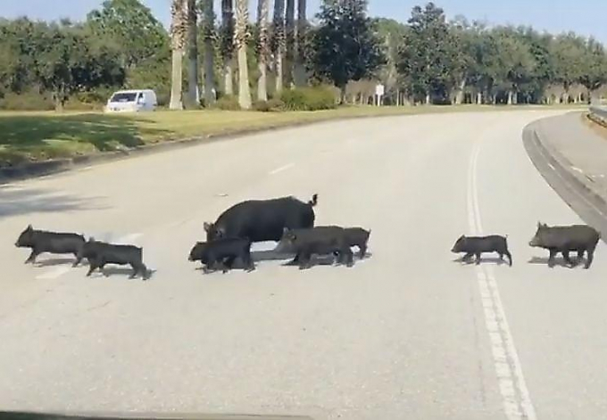 Стадо свиней организованно пересекло дорогу в неположенном месте во Флориде ▶