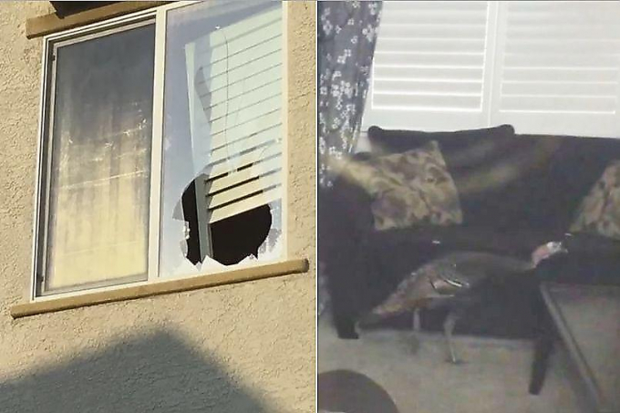Дикая индейка разбила окно и проникла на кухню квартиры в Калифорнии ▶