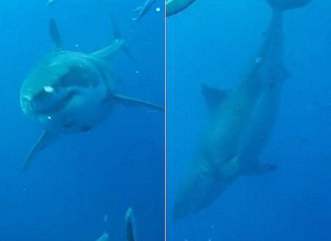 Гигантскую белую акулу привлекла туша кита у Гавайских островов ▶