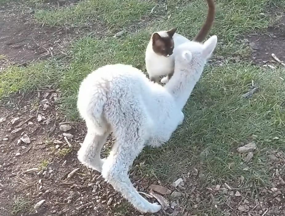 Игра альпаки с кошкой растрогала хозяйку питомцев