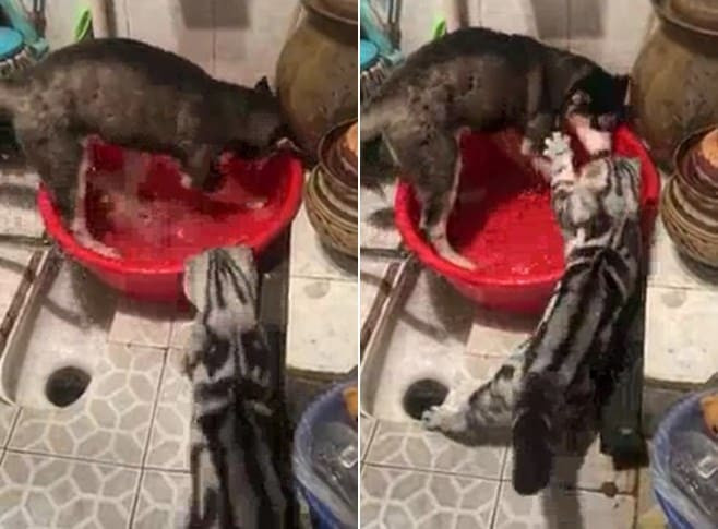 Кошка решительно вмешалась в процесс принятия водных процедур собакой (Видео)