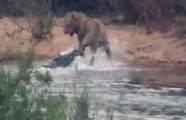 Крокодил попытался проучить наглого льва, перешедшего через его водоём (Видео)