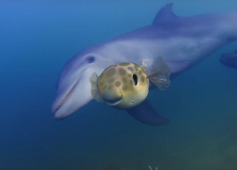 Любопытные дельфины изучили рыбу и черепаху, шпионивших за ними ▶