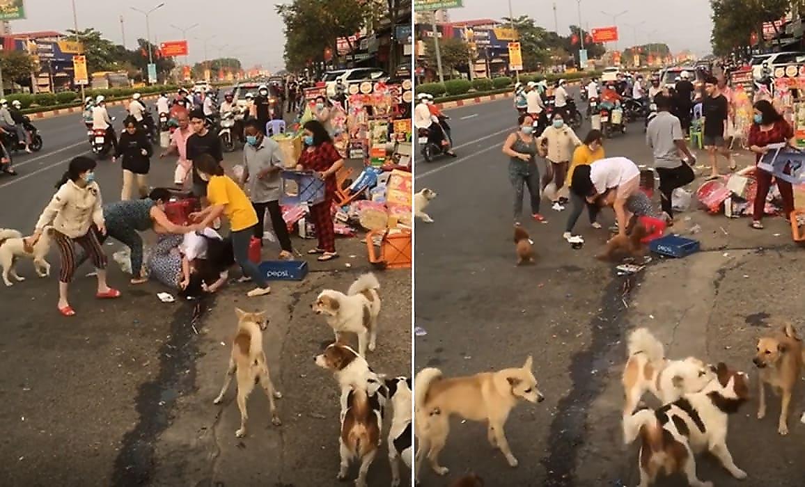 Масштабная схватка уличных торговок и бездомных псов попала на видео во Вьетнаме