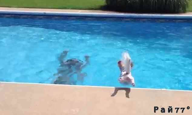 Отважный пёс бросился в бассейн, чтобы спасти своего хозяина в США (Видео)