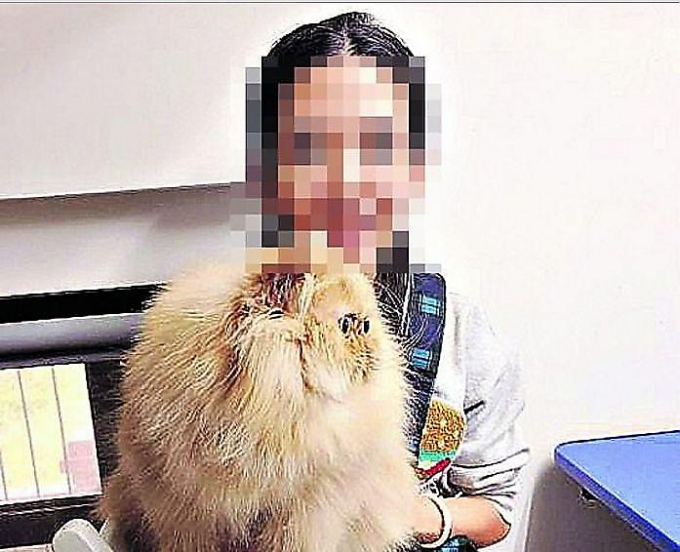 Похитительница двух котят вывезла их из Тайваня, прикинувшись беременной ▶