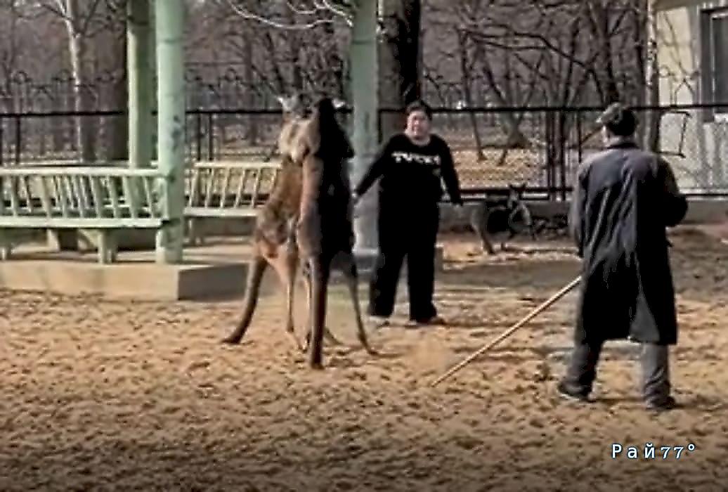 Сотрудница зоопарка сломала лопату, разнимая драку кенгуру: видео