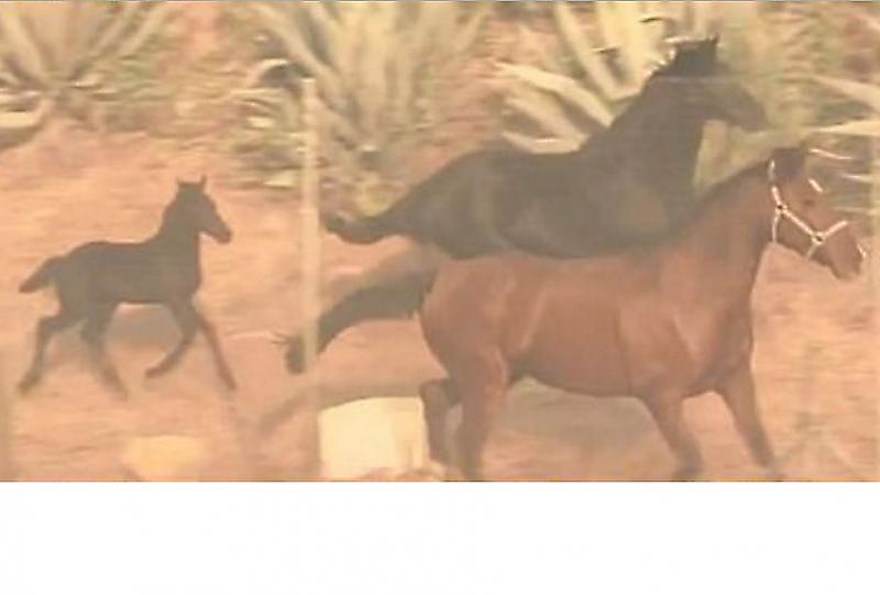 Спасённый от пожара конь вернулся на ранчо и помог выбраться лошади с жеребёнком ▶