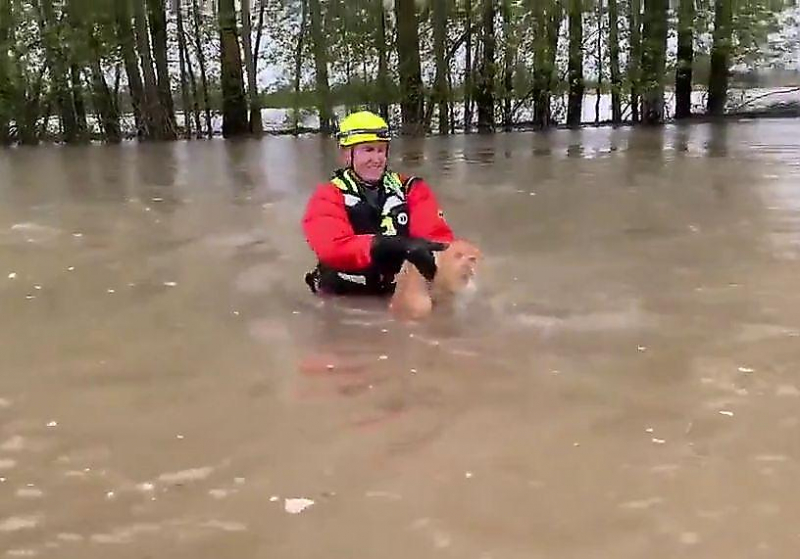 Свободолюбивый кот попытался уплыть от спасателей на затопленной ферме в Орегоне ▶