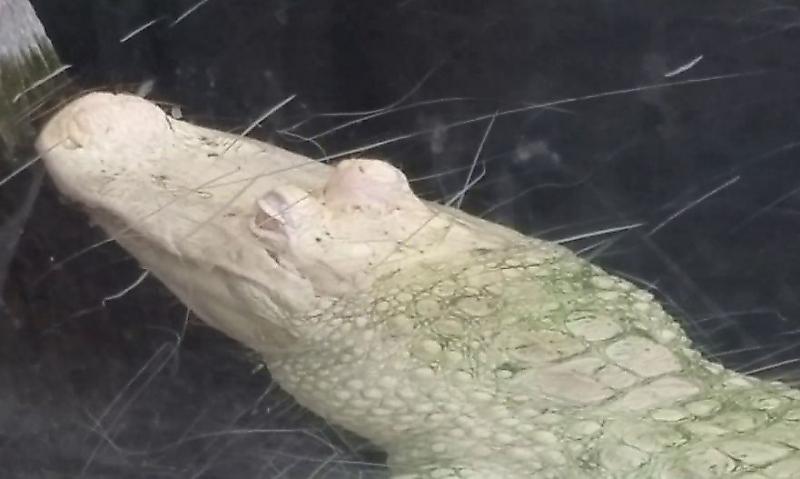 Белого крокодила выловили в Северной Каролине ▶