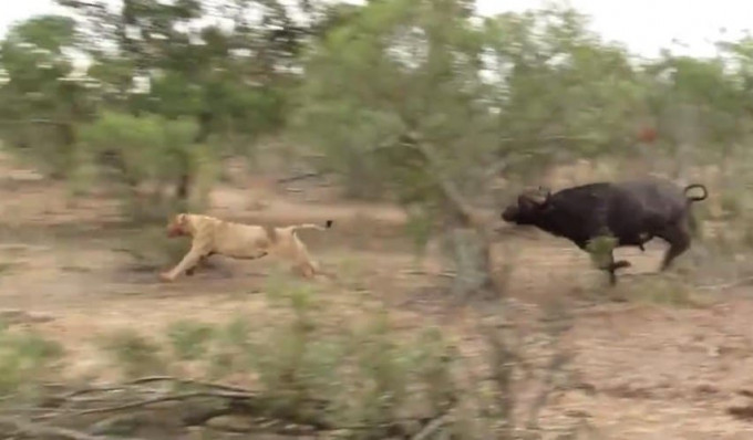 Буйвол защитил своё стадо и поверг в бегство вышедшую на охоту львицу (Видео)