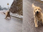Видео с радостным псом, несущим ветку по скользкой дороге, бьёт рекорды просмотров в сети