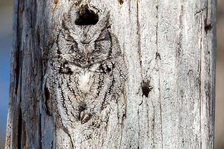 Фотограф рассекретила заснувшую на дереве сову в Канаде