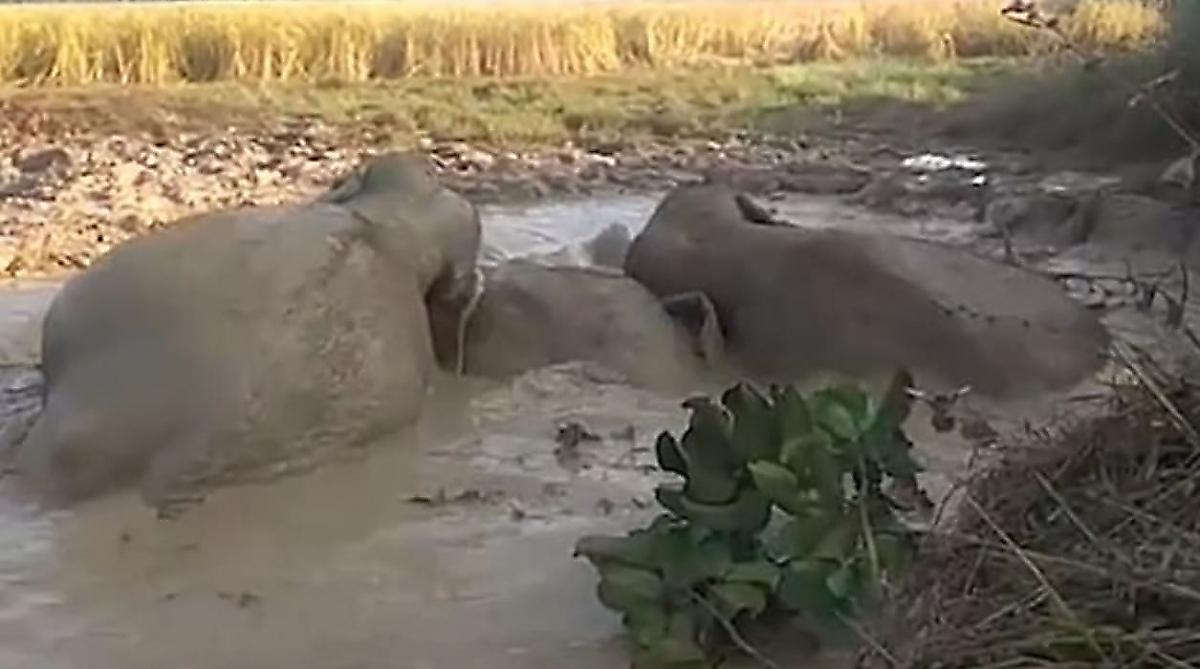 Индийские экскаваторщики выкопали трёх застрявших в трясине слонов - видео
