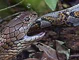 Кровожадная кобра пообедала питоном на глазах у туристов в Сингапуре 6