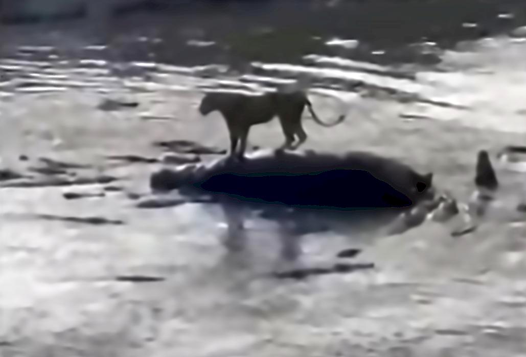 Львица, застрявшая на туше бегемота, отбилась от крокодилов и попала на видео в Кении