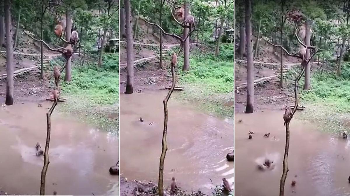 Обезьяны устроили аттракцион, прыгая с дерева в мутную лужу - видео