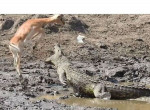Удачливая антилопа избежала пасти крокодила в ЮАР